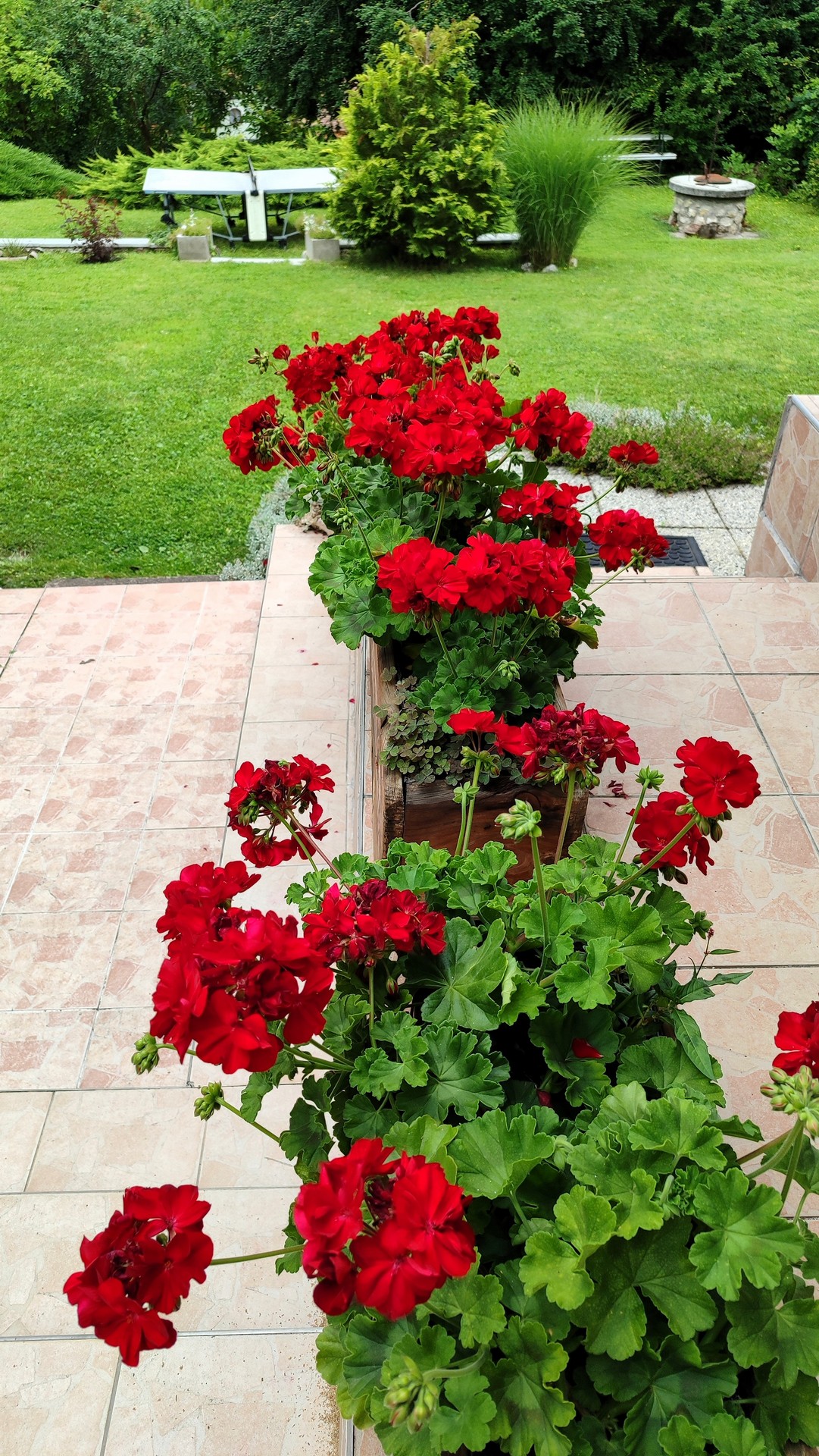 Mókus Apartman virágai